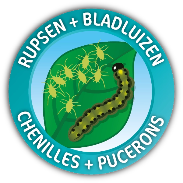 Bladluis