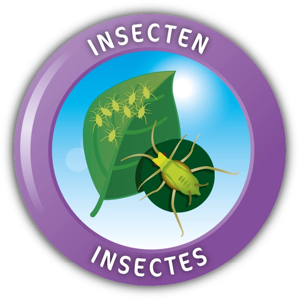 Insecten