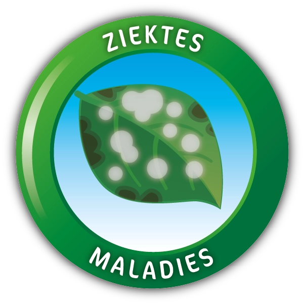 Ziektes
